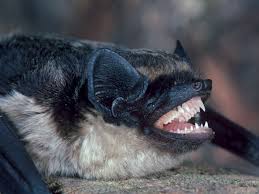 Attēlu rezultāti vaicājumam “Vespertilio murinus”