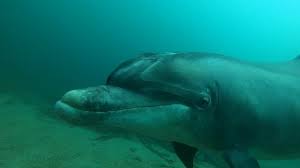 Image result for Dolphin Sub Aqua
