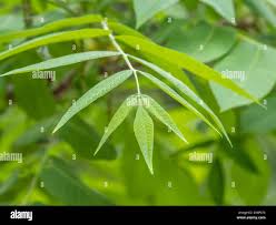 Attēlu rezultāti vaicājumam “Phellodendron amurense leaf”