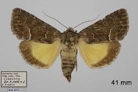 Attēlu rezultāti vaicājumam “Thalpophila matura”