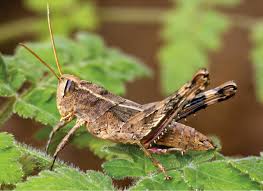 Attēlu rezultāti vaicājumam “Capsodes gothicus imago”