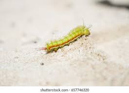 Attēlu rezultāti vaicājumam “Ptilodon capucina larva”