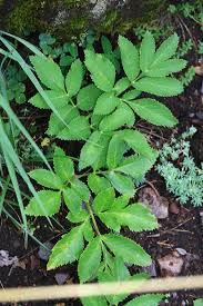 Attēlu rezultāti vaicājumam “Libanotis montana leaf”