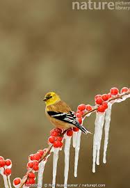Attēlu rezultāti vaicājumam “Carduelis carduelis adult”