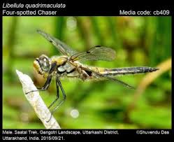 Attēlu rezultāti vaicājumam “Libellula quadrimaculata”