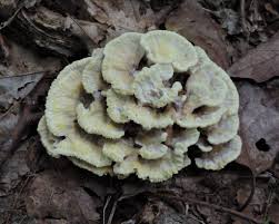 Attēlu rezultāti vaicājumam “Thelephora terrestris”