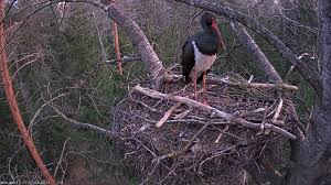 Attēlu rezultāti vaicājumam “Ciconia nigra nest”