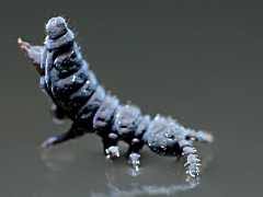 Attēlu rezultāti vaicājumam “Hypogastrura sp.”