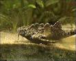 Aspredinidae - Wikipedia, the free encyclopedia