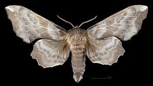 Attēlu rezultāti vaicājumam “Laothoe amurensis”