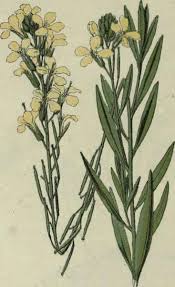 Image result for Cheiranthus cheiri