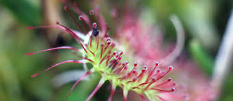 Attēlu rezultāti vaicājumam “Drosera rotundifolia flower”