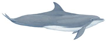 Image result for Tursiops truncatus
