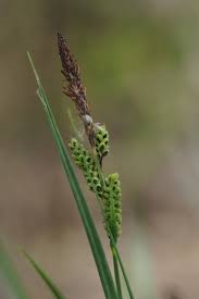 Attēlu rezultāti vaicājumam “Carex cespitosa”