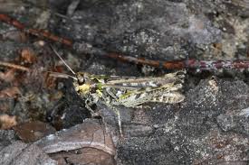 Attēlu rezultāti vaicājumam “Myrmeleotettix maculatus”