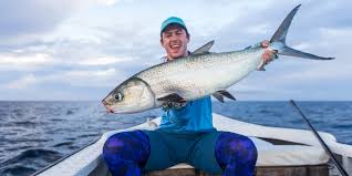 Image result for Chanos chanos