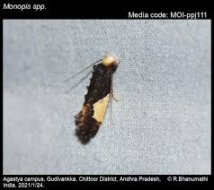 Attēlu rezultāti vaicājumam “Monopis monachella”