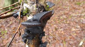 Attēlu rezultāti vaicājumam “Exidia truncata”