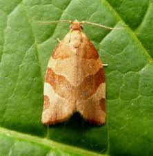 Attēlu rezultāti vaicājumam “Pandemis cinnamomeana female”