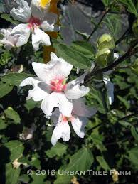 Image result for Lavatera thuringiaca