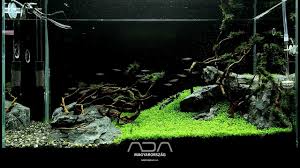 Attēlu rezultāti vaicājumam “Elatine hydropiper”