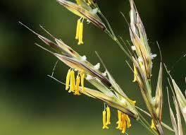 Attēlu rezultāti vaicājumam “Bromopsis inermis leaf”