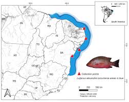 Image result for Lutjanus alexandrei