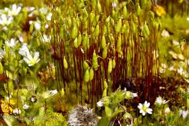 Attēlu rezultāti vaicājumam “Pohlia nutans”