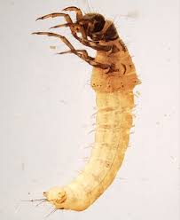 Attēlu rezultāti vaicājumam “Chaetopteryx villosa”