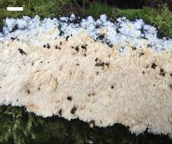 Attēlu rezultāti vaicājumam “Dentipellis fragilis”