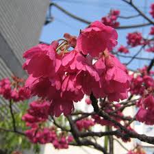 Image result for 緋寒桜