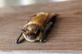 Attēlu rezultāti vaicājumam “Vespertilio murinus”