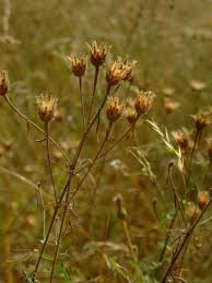 Attēlu rezultāti vaicājumam “Centaurea stoebe leaf”