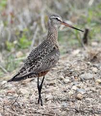 Image result for Limosa haemastica