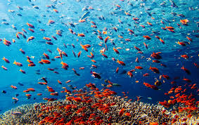 Attēlu rezultāti vaicājumam “Aranei exuvia”