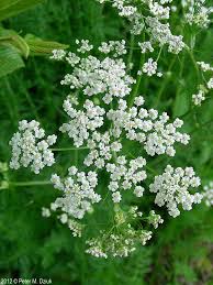 Attēlu rezultāti vaicājumam “Carum carvi flower”