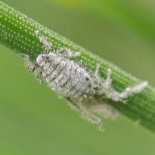 Attēlu rezultāti vaicājumam “Schizolachnus pineti”
