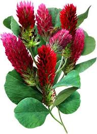 Image result for Trifolium incarnatum