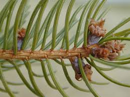 Attēlu rezultāti vaicājumam “Picea abies leaf”