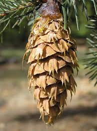 Attēlu rezultāti vaicājumam “Pseudotsuga menziesii flower”