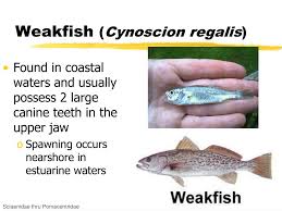 Image result for Cynoscion regalis