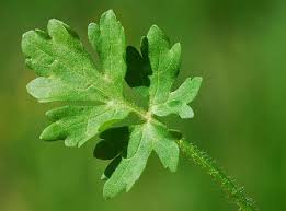 Attēlu rezultāti vaicājumam “Ranunculus cassubicus leaf”