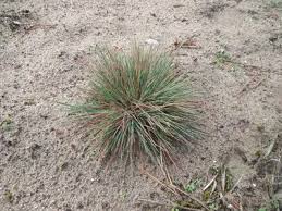 Attēlu rezultāti vaicājumam “Corynephorus canescens leaf”