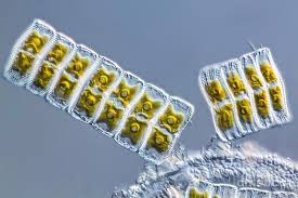 Attēlu rezultāti vaicājumam “Diachea sp.”