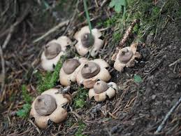 Attēlu rezultāti vaicājumam “Geastrum fimbriatum”