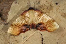 Attēlu rezultāti vaicājumam “Plagodis dolabraria”