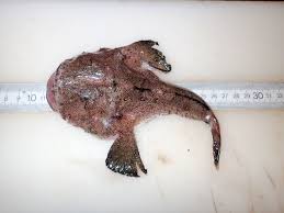 Image result for Lophius americanus