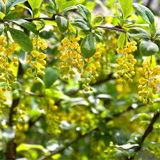 Attēlu rezultāti vaicājumam “Berberis vulgaris flower”