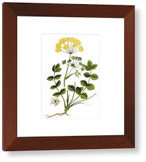 Image result for Pimpinella saxifraga