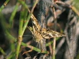Attēlu rezultāti vaicājumam “Protoschinia scutosa”